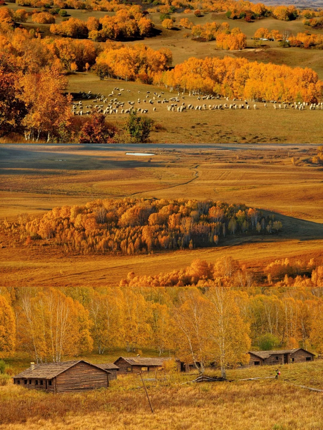 连续4年乌兰布统赏秋！真的建议今年去一趟_2_走吖旅游_乌兰布统-草原-来自52tours 我爱旅游网